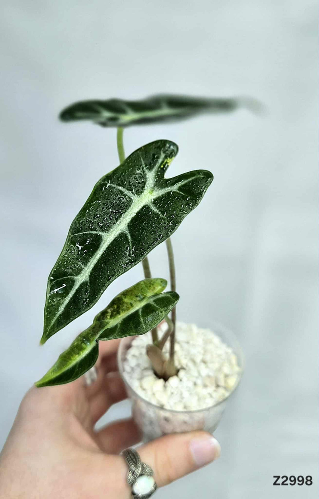 Alocasia Bambino Aurea #Z2998