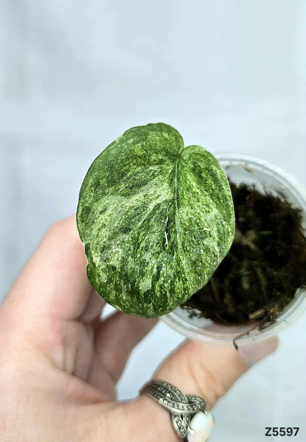 Scindapsus Jade Satin Mint #Z5597