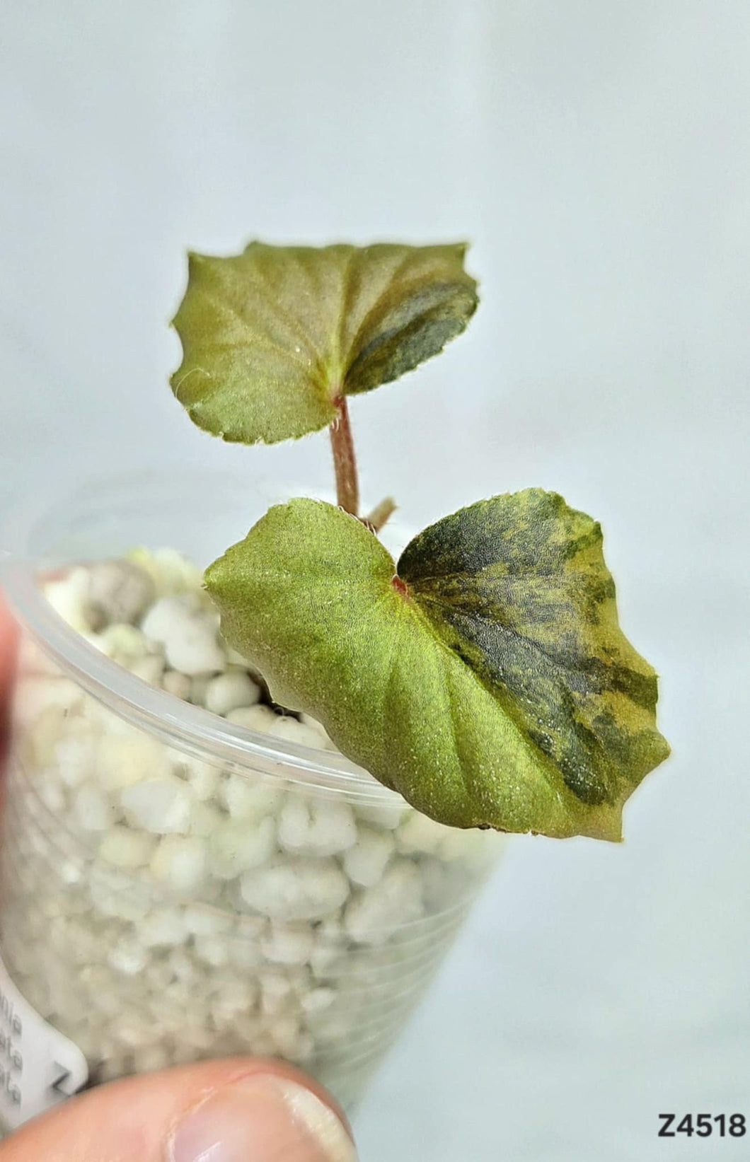 Bégonia Cucullata Variegata #Z4518