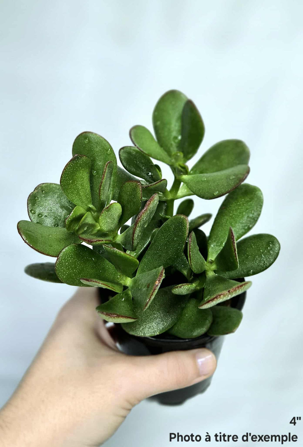 Crassula jade