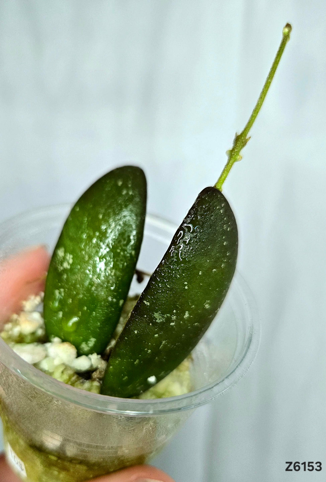 Hoya GPS 7240 ⭐️ #Z6153