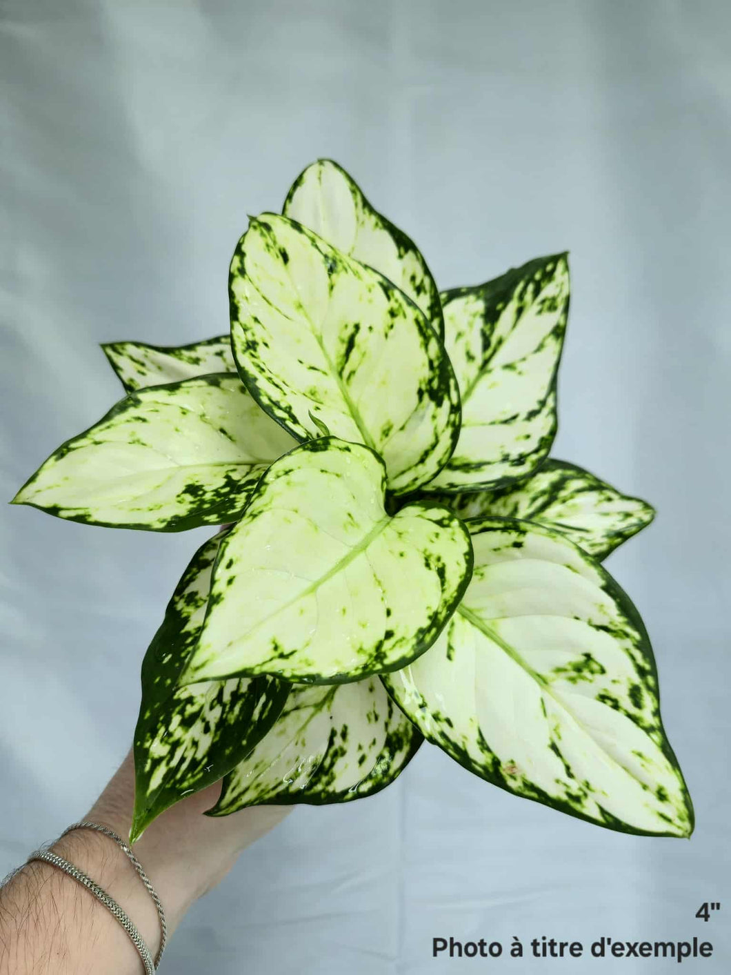 Aglaonema White beauty