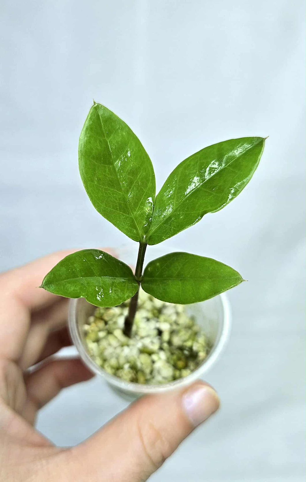 ZZ Plant Variegata revert #Z5219