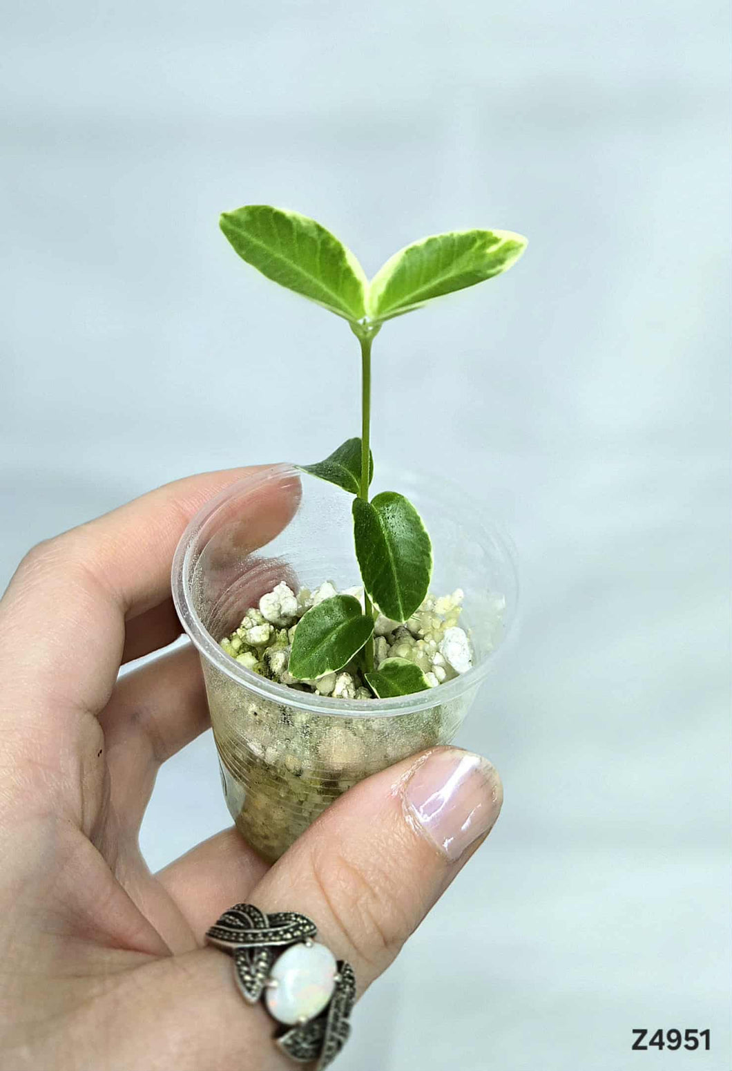 Hoya Cumingiana Albo ⭐️ #Z4951