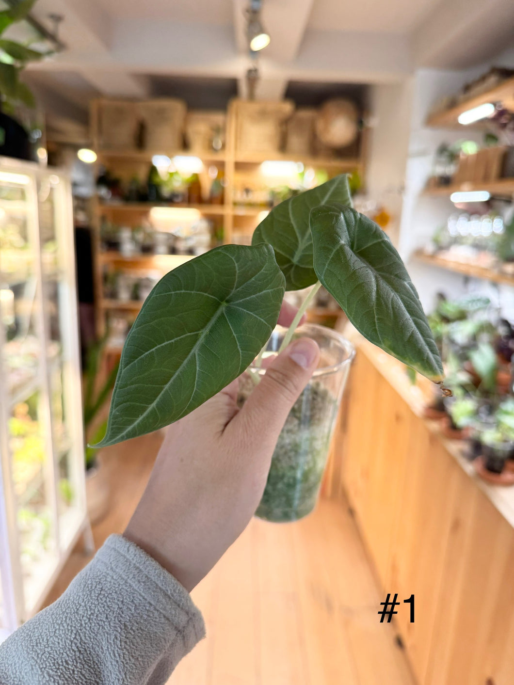 Alocasia maharani