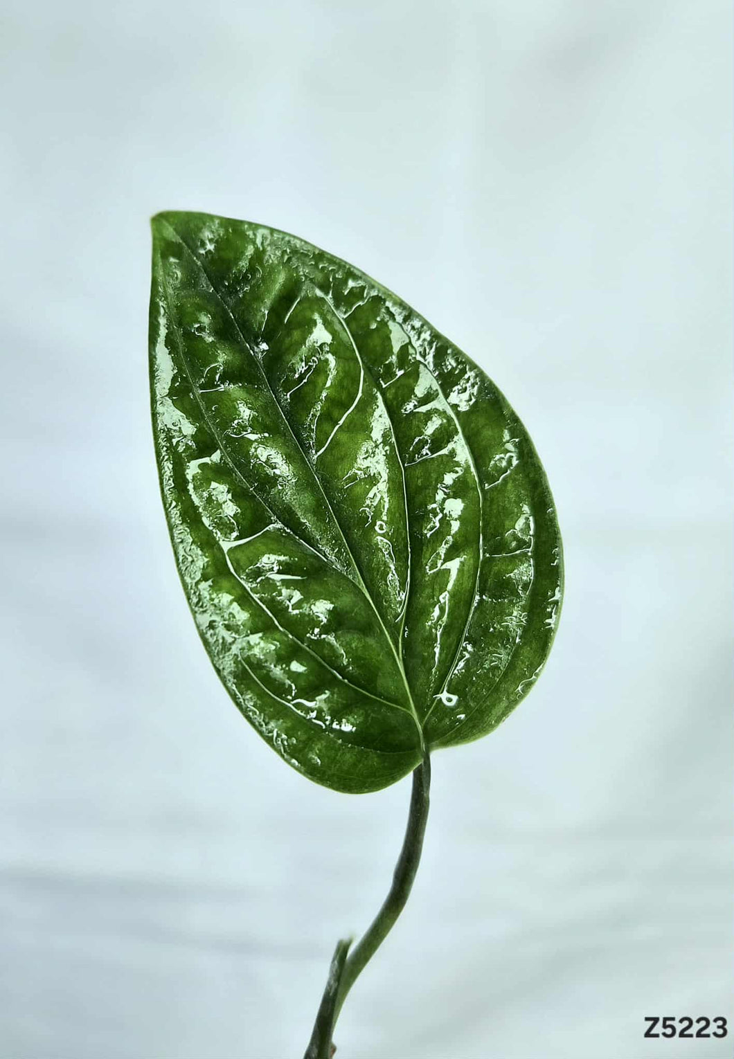 Monstera Péru Variegata Revert #Z5223