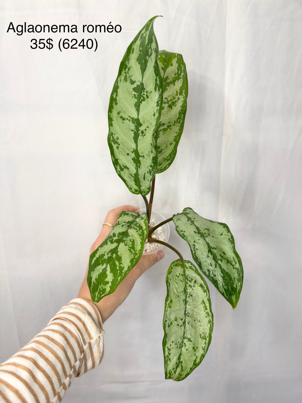 Aglaonema Roméo Z6240