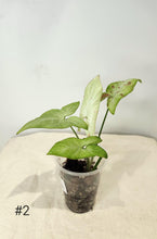 Charger l&#39;image dans la galerie, Syngonium pink salmon
