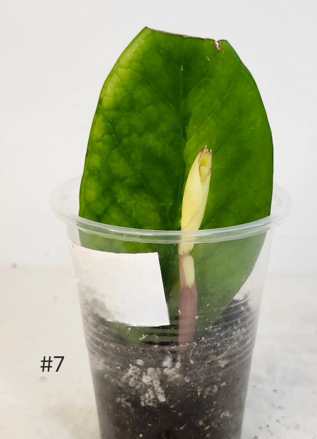 Zz plant variegata #7