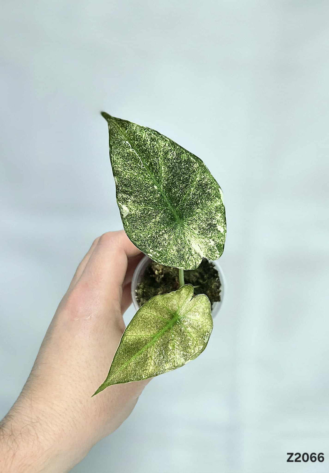 Alocasia Regal Shield Albo/Mint #Z2066