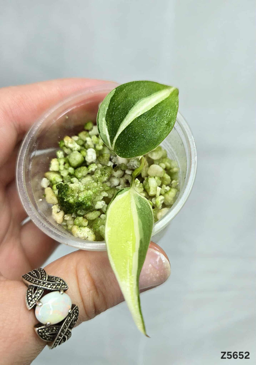 Philodendron Silver Stripe #Z5652