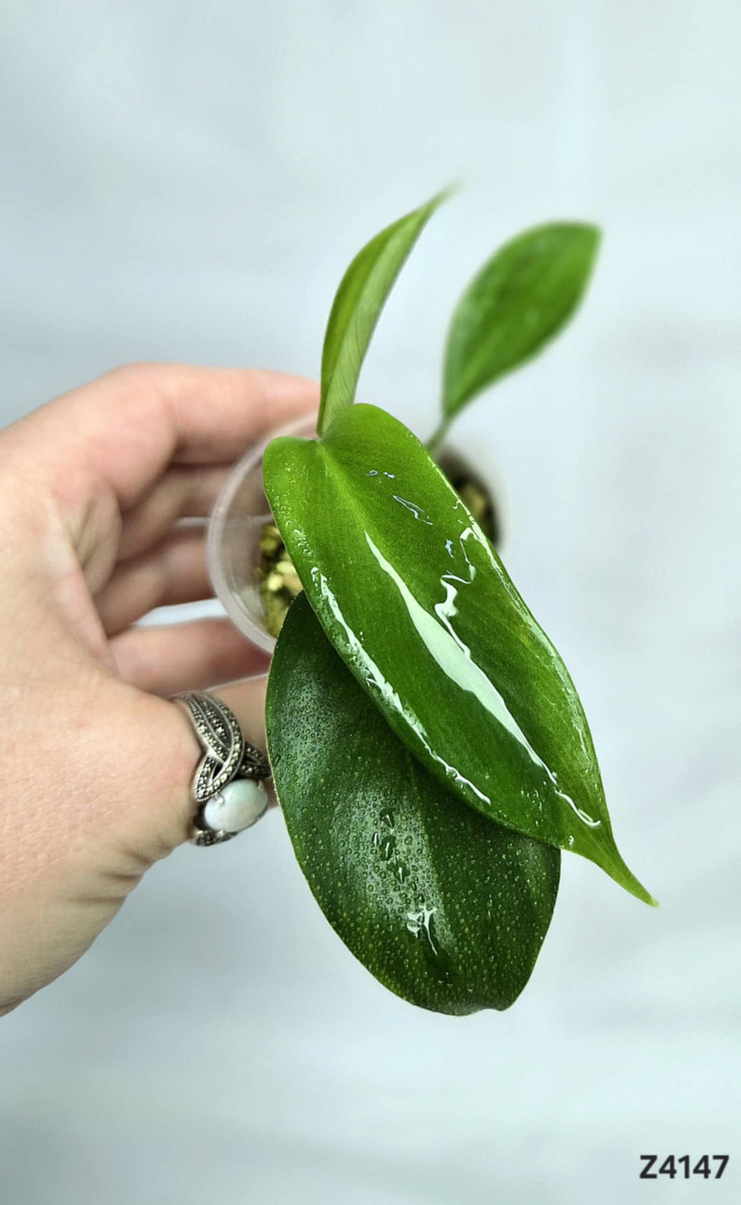 Philodendron Florida Beauty #Z4147