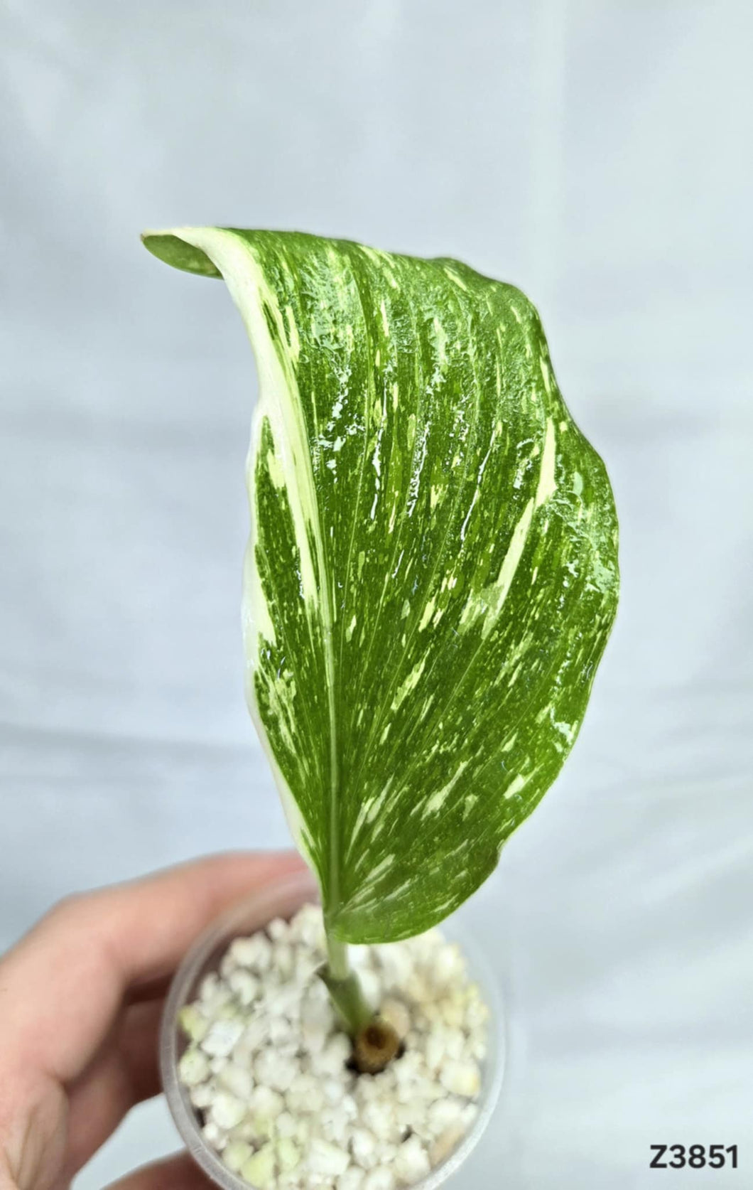 Kaempferia sp. White Wagyu Variegata #Z3851
