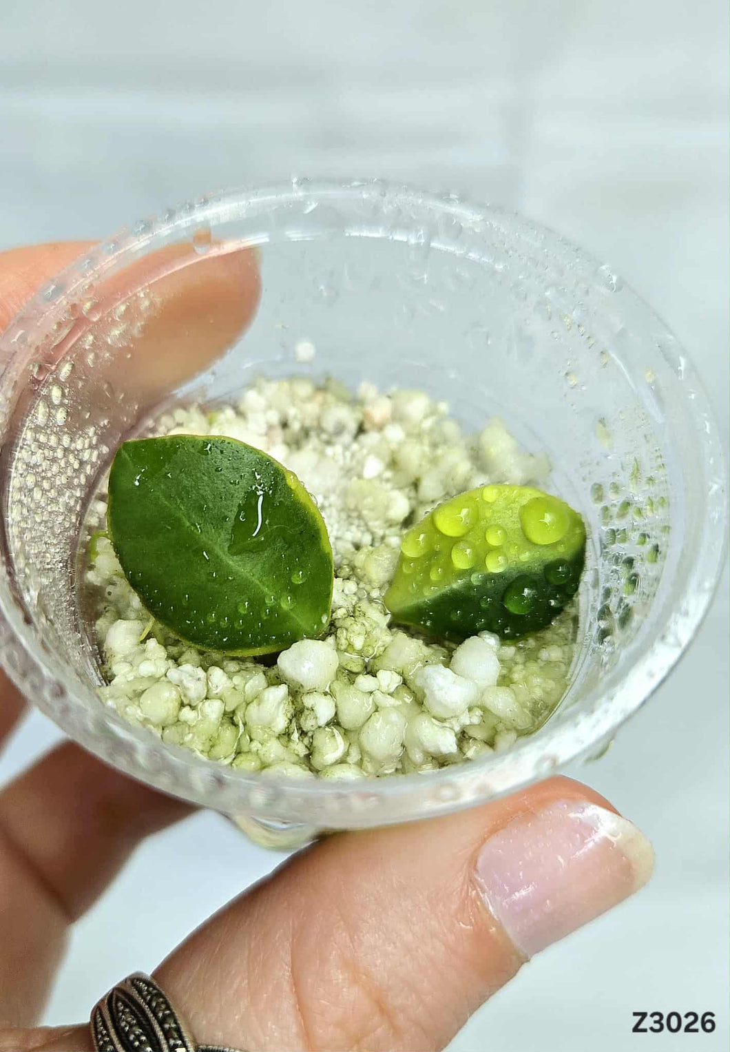 Hoya Heuschkeliana Albo ⭐️ #Z3026