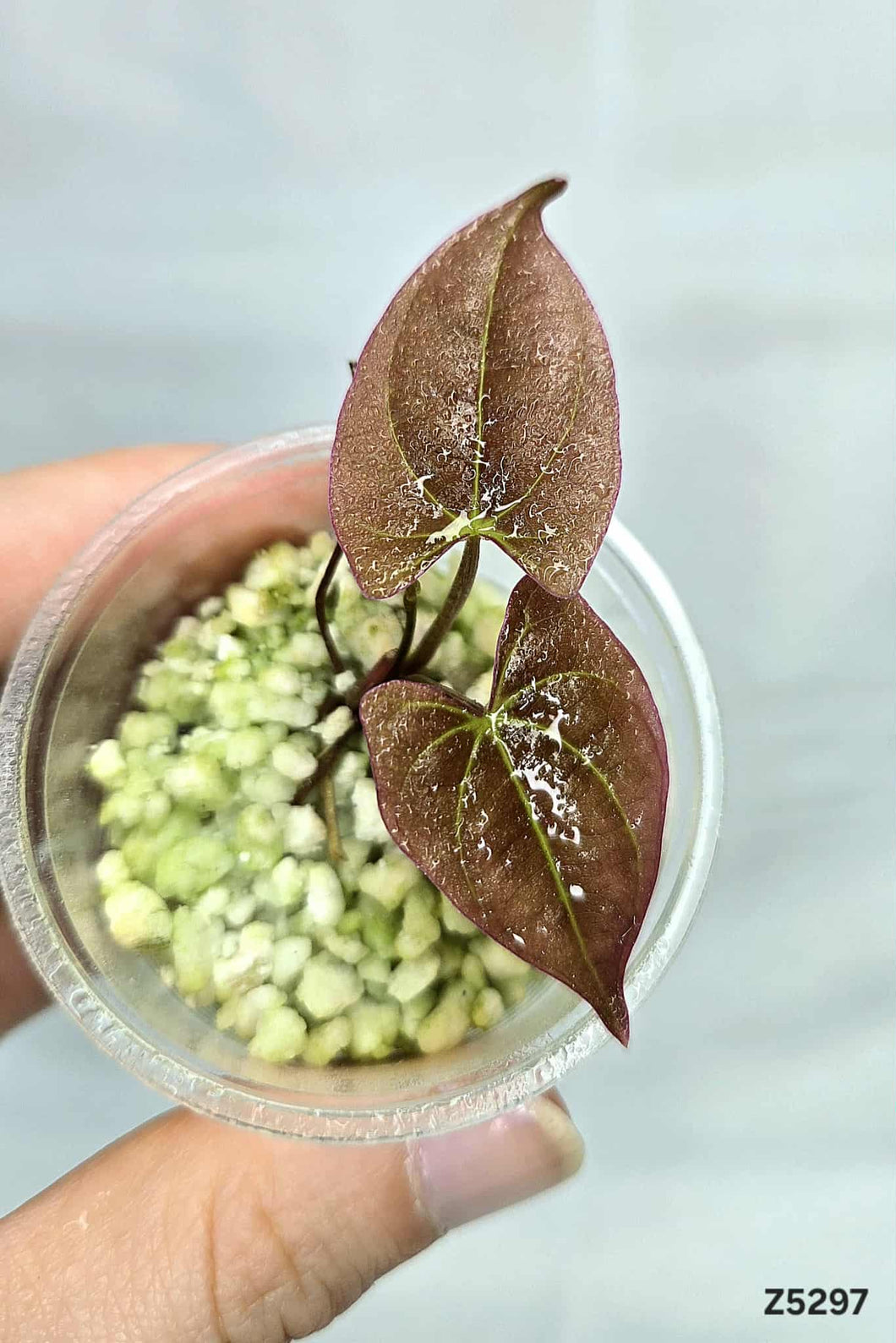 Dioscorea Sp Black #Z5297