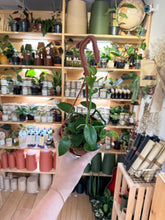 Charger l&#39;image dans la galerie, Orchidée Vanilla planifolia
