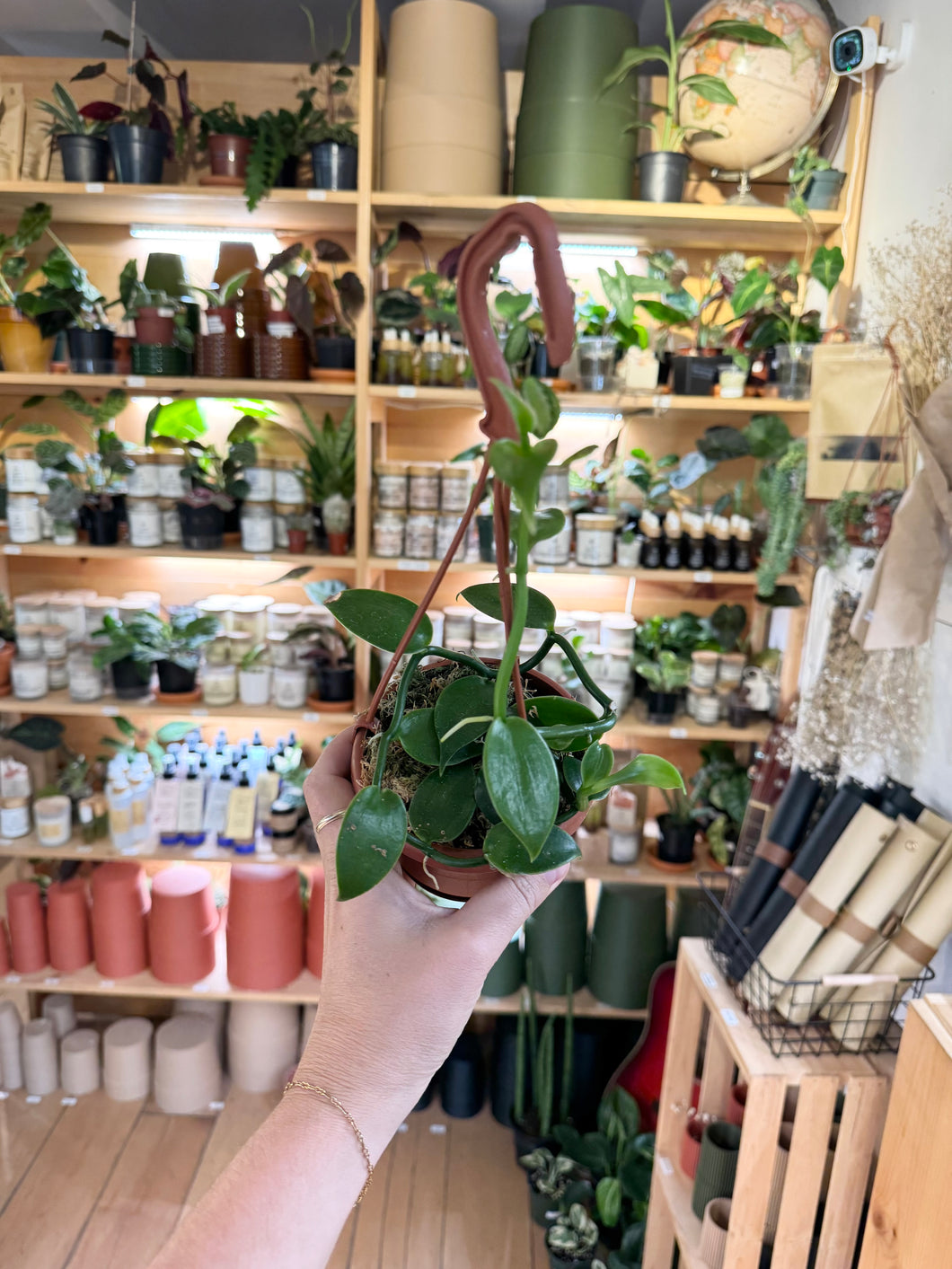 Orchidée Vanilla planifolia