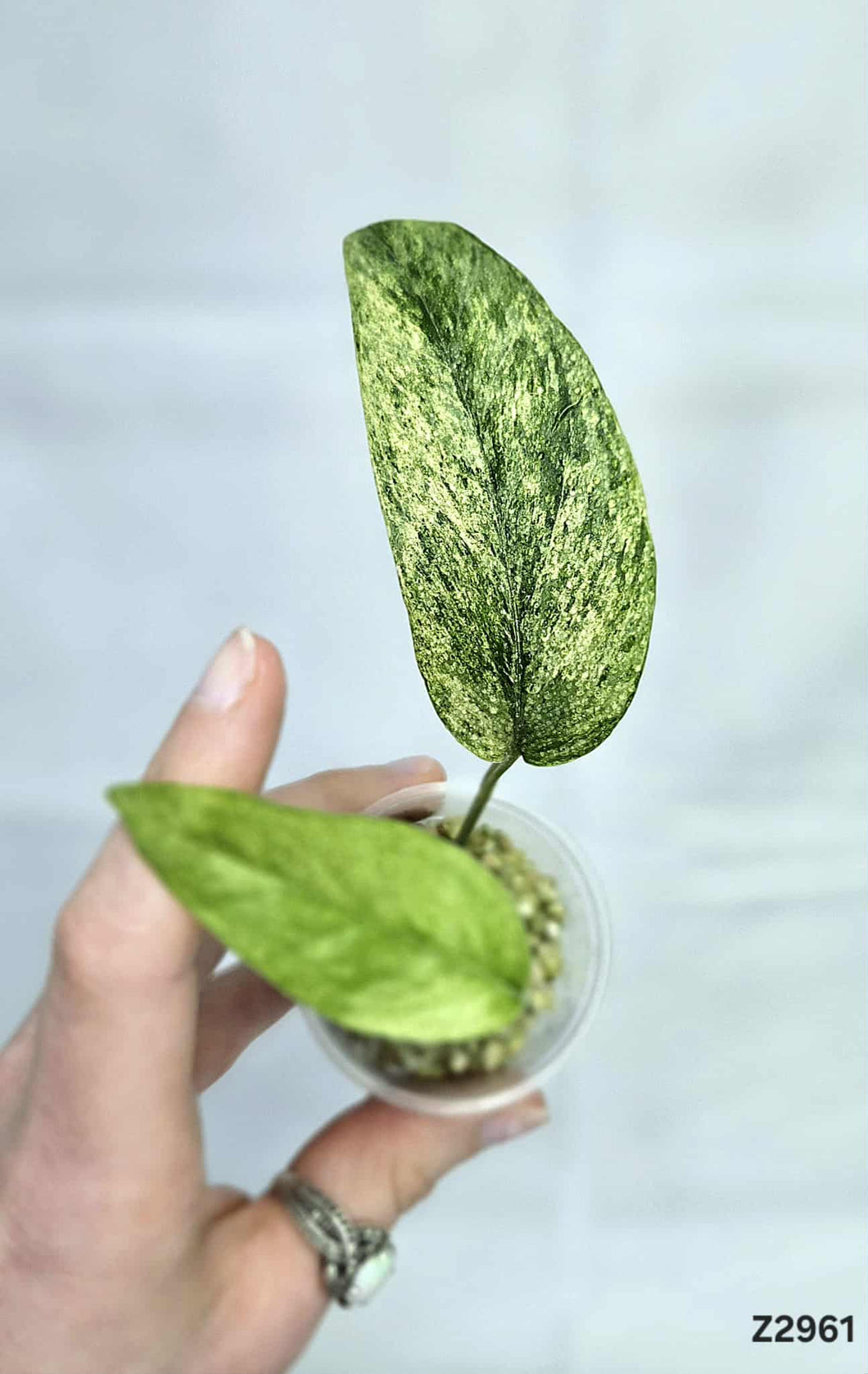 Monstera Laniata Mint #Z2961