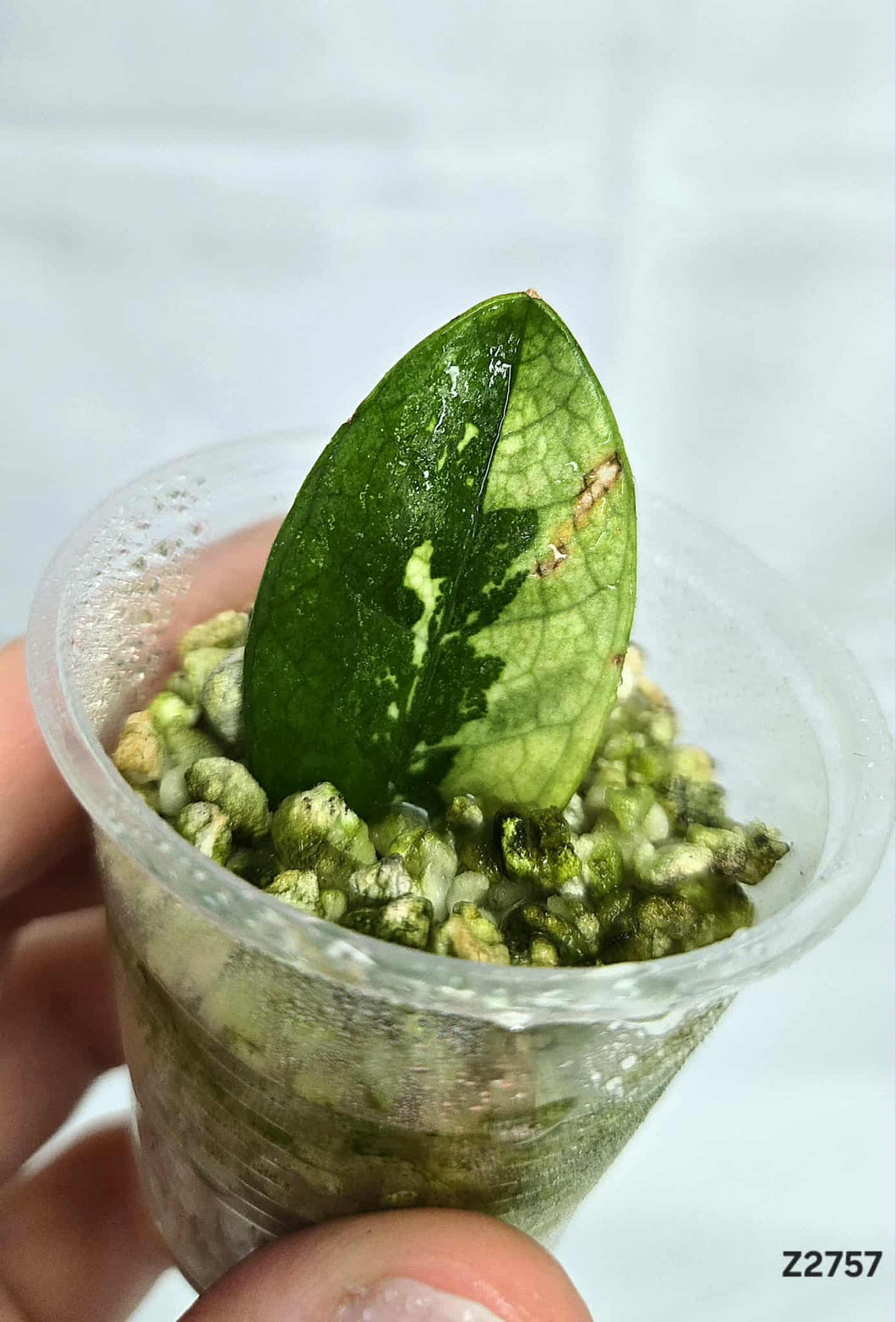 Zz plant Variegata #Z2757