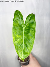 Charger l'image dans la galerie, Plante Alocasia Pink Dragon Aurea en pot, grandes feuilles vertes nervurées
