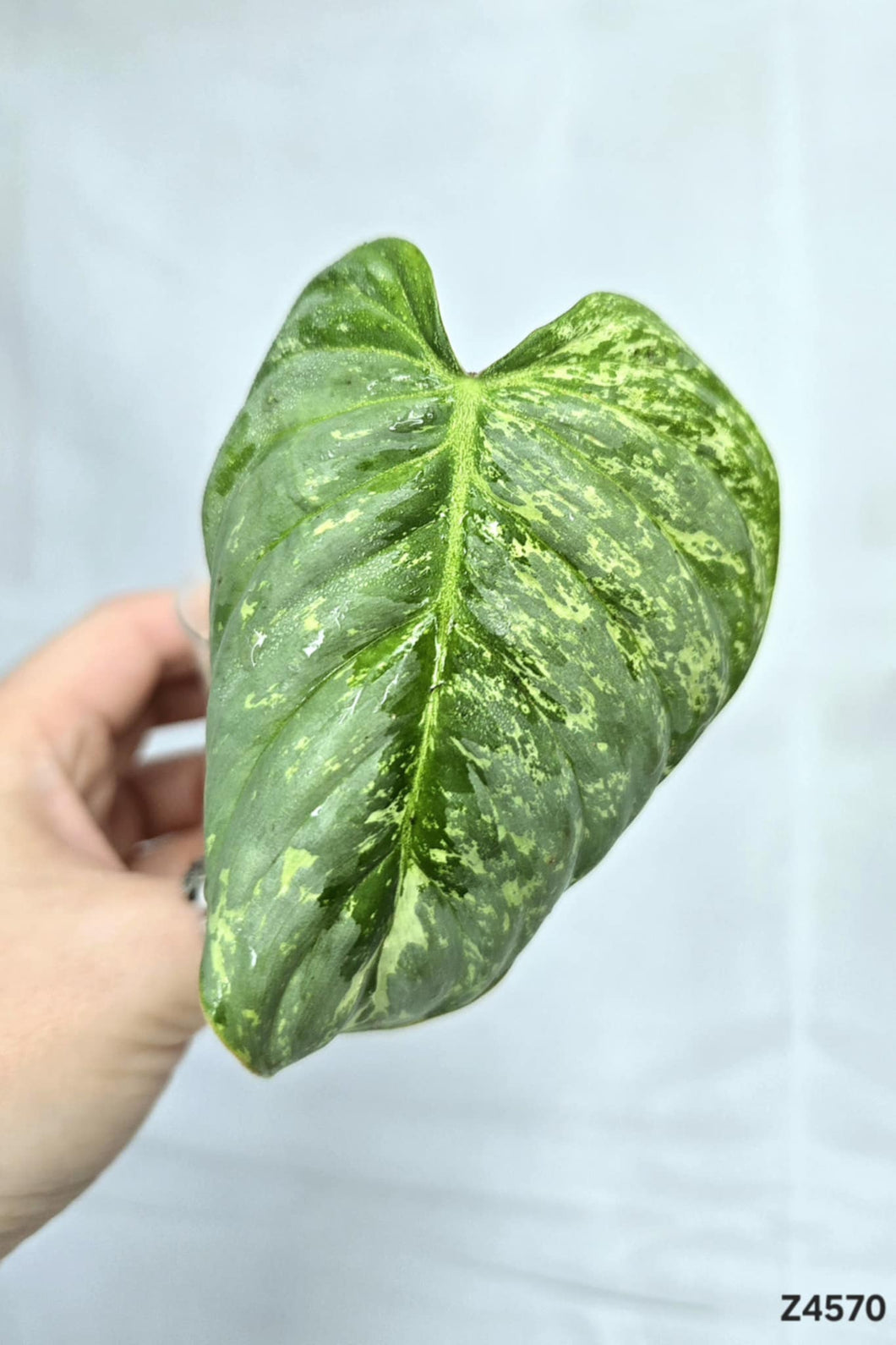 Philodendron Sodiroi Variegata #Z4570
