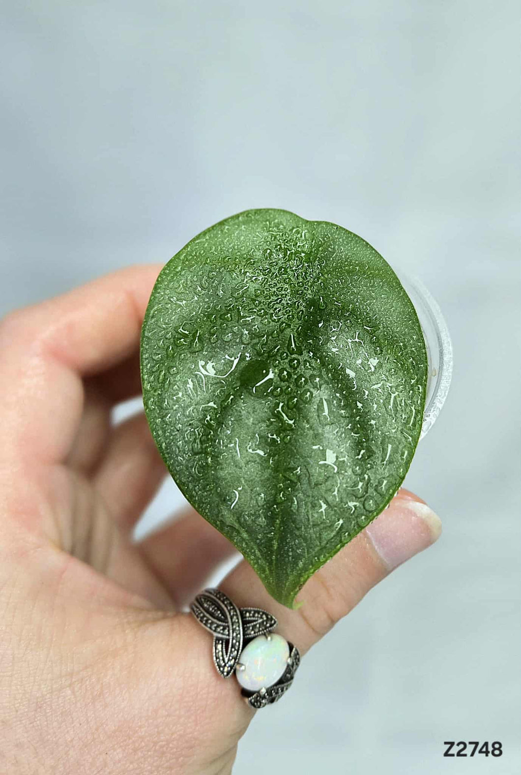 Alocasia Silver Dragon  #Z2748