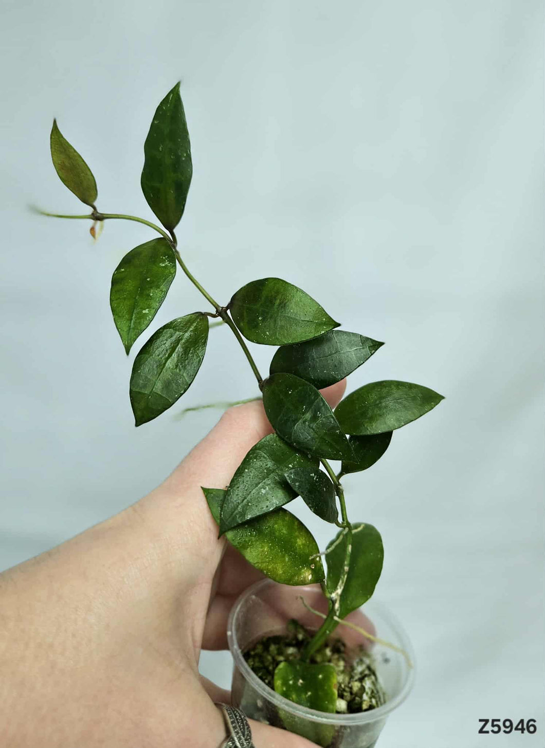 Hoya Lacunosa Variegata Revert ⭐️ #Z5946