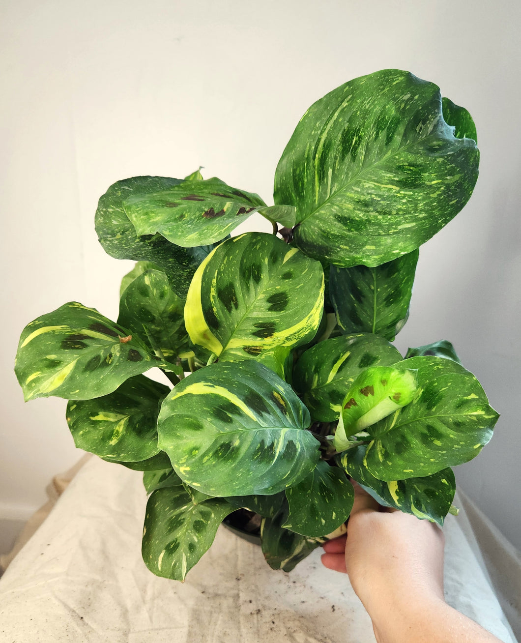 Maranta variegata
