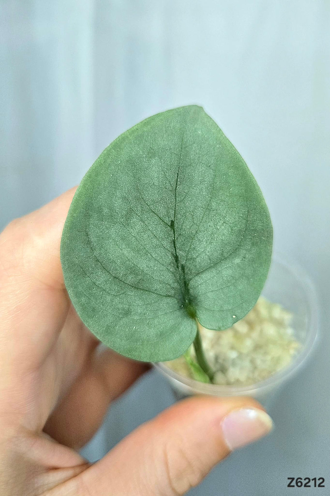 Scindapsus Platinum #Z6212