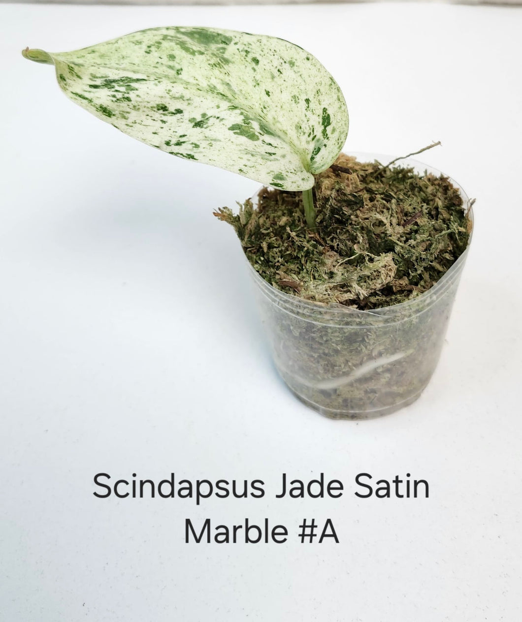 Scindapsus jade satin marble #A
