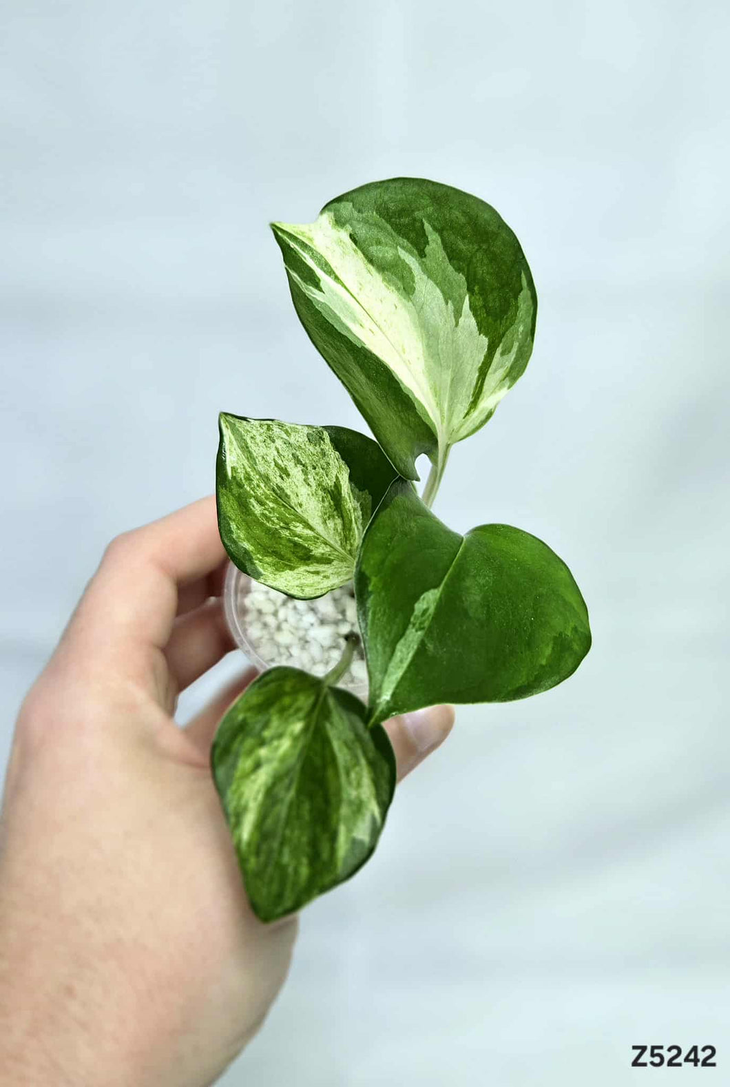 Pothos Manjula #Z5242