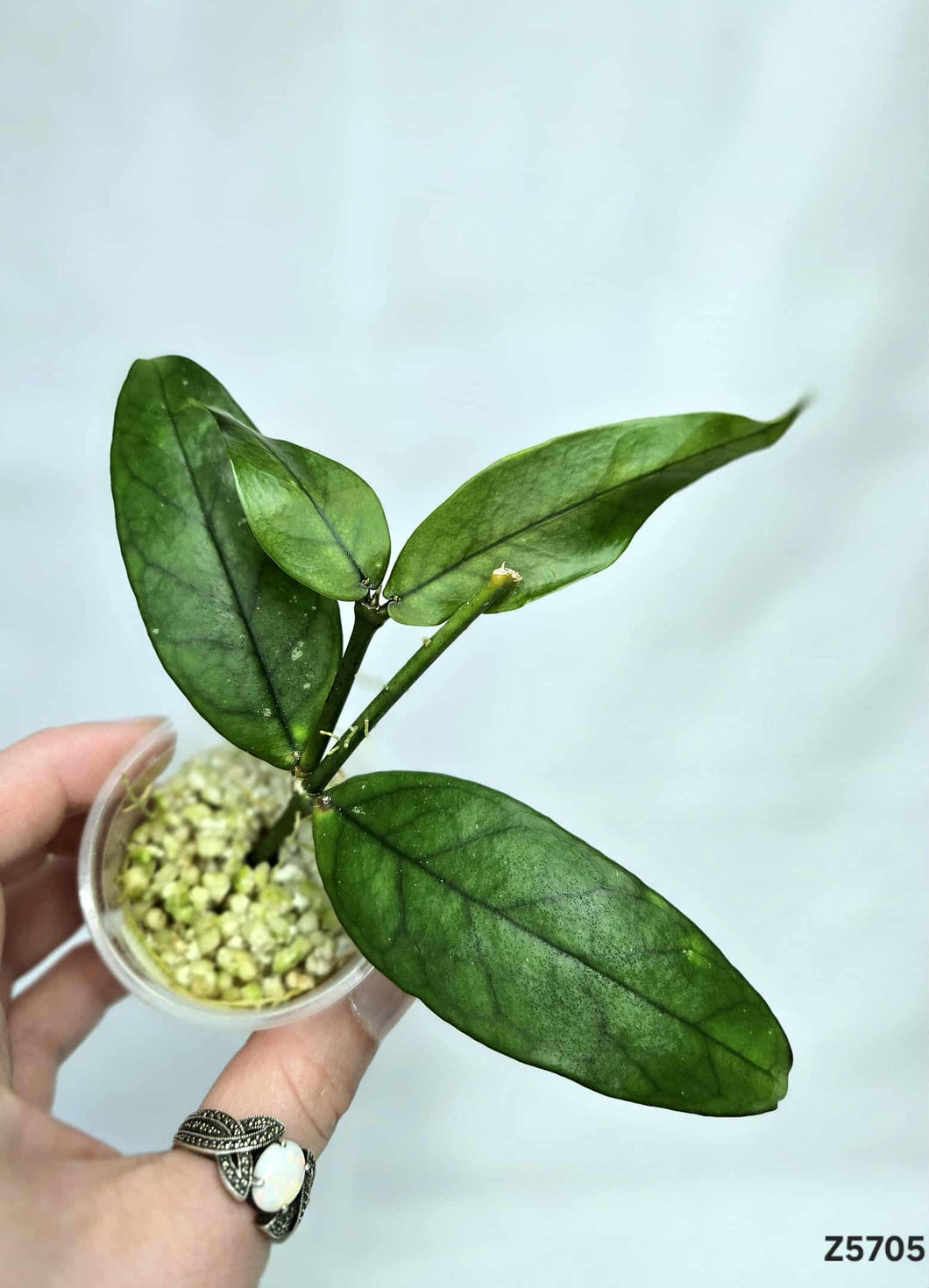 Hoya Lobbii ⭐️ #Z5705