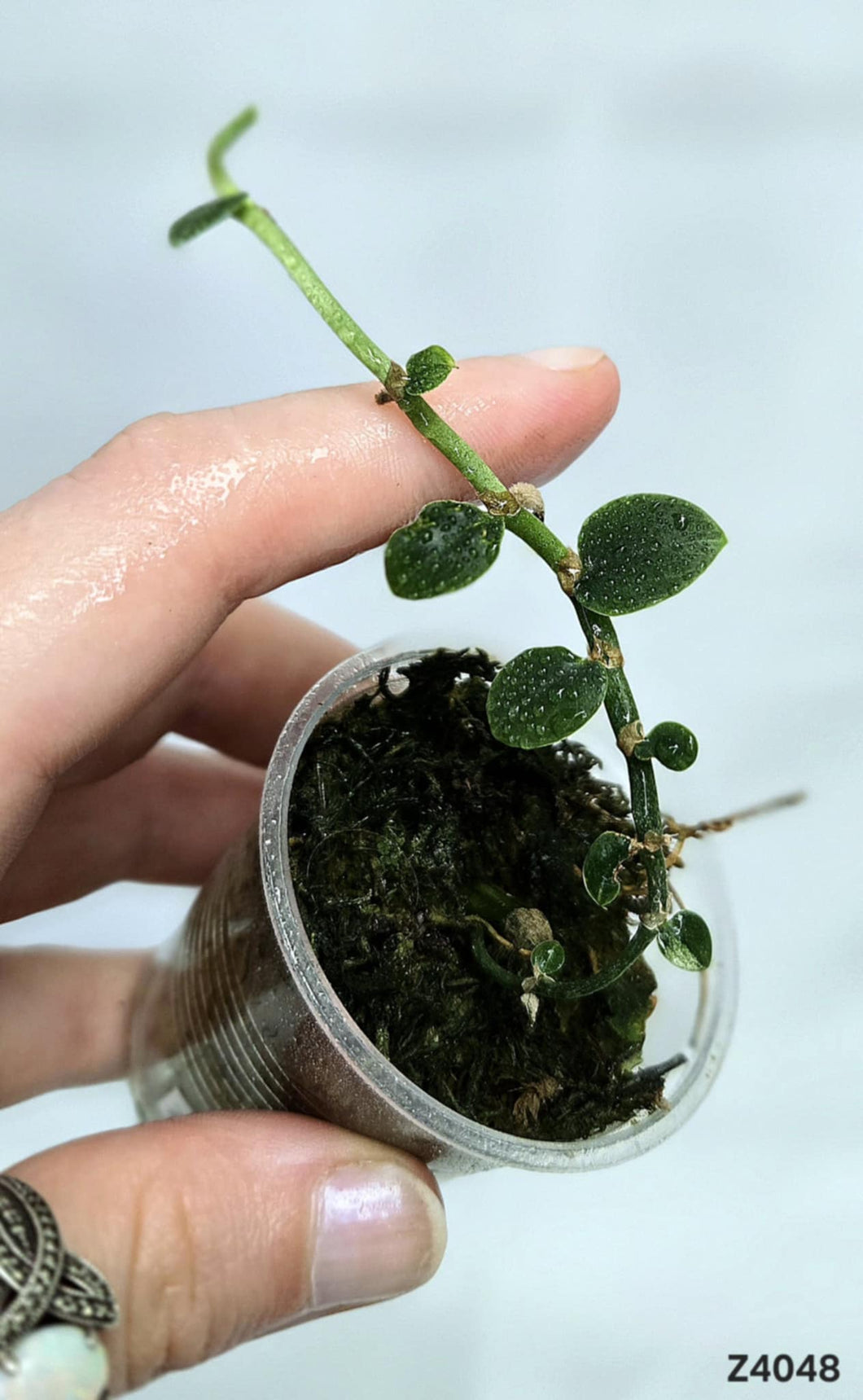 Raphidophora Hongkongensis Revert #Z4048