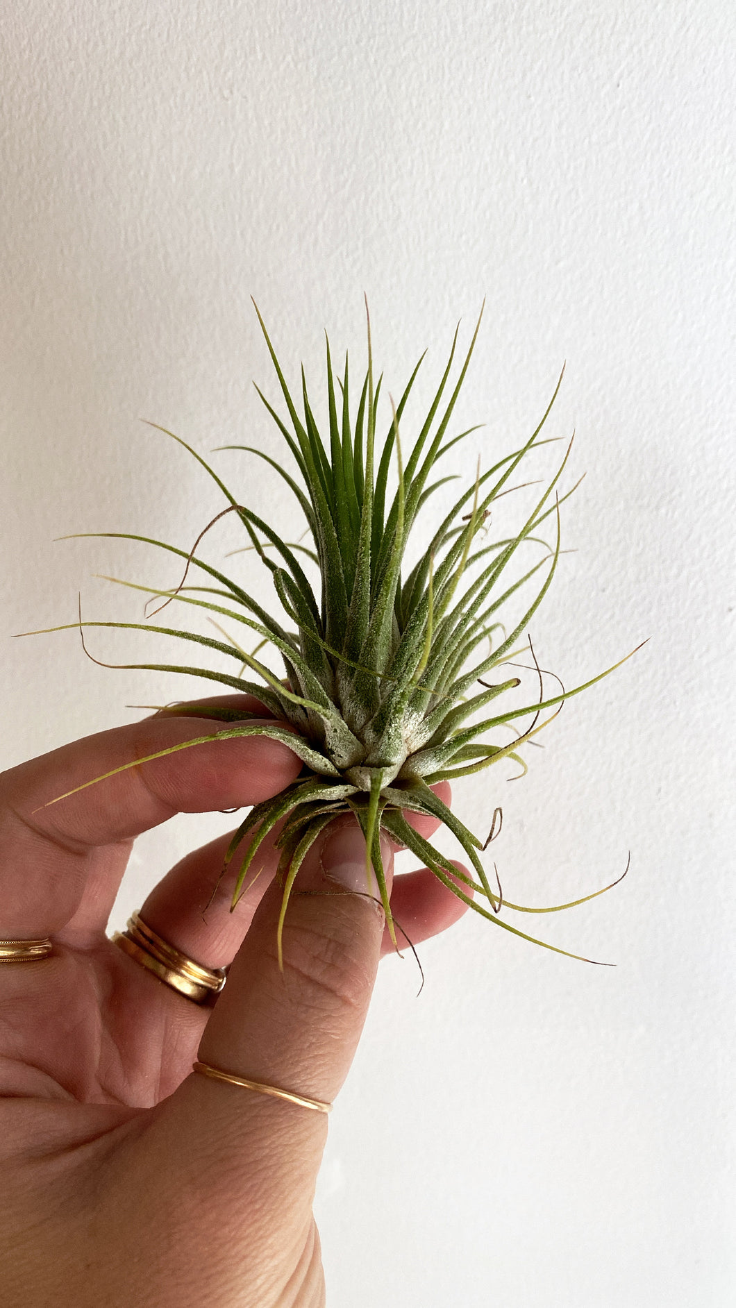 Tillandsia ionantha