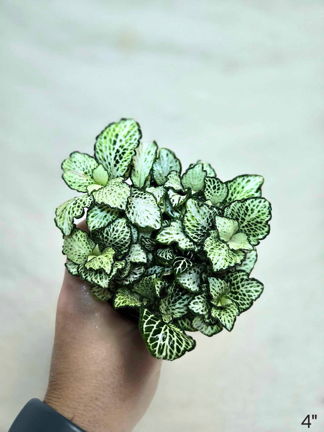 Fittonia blanc bambino⭐️