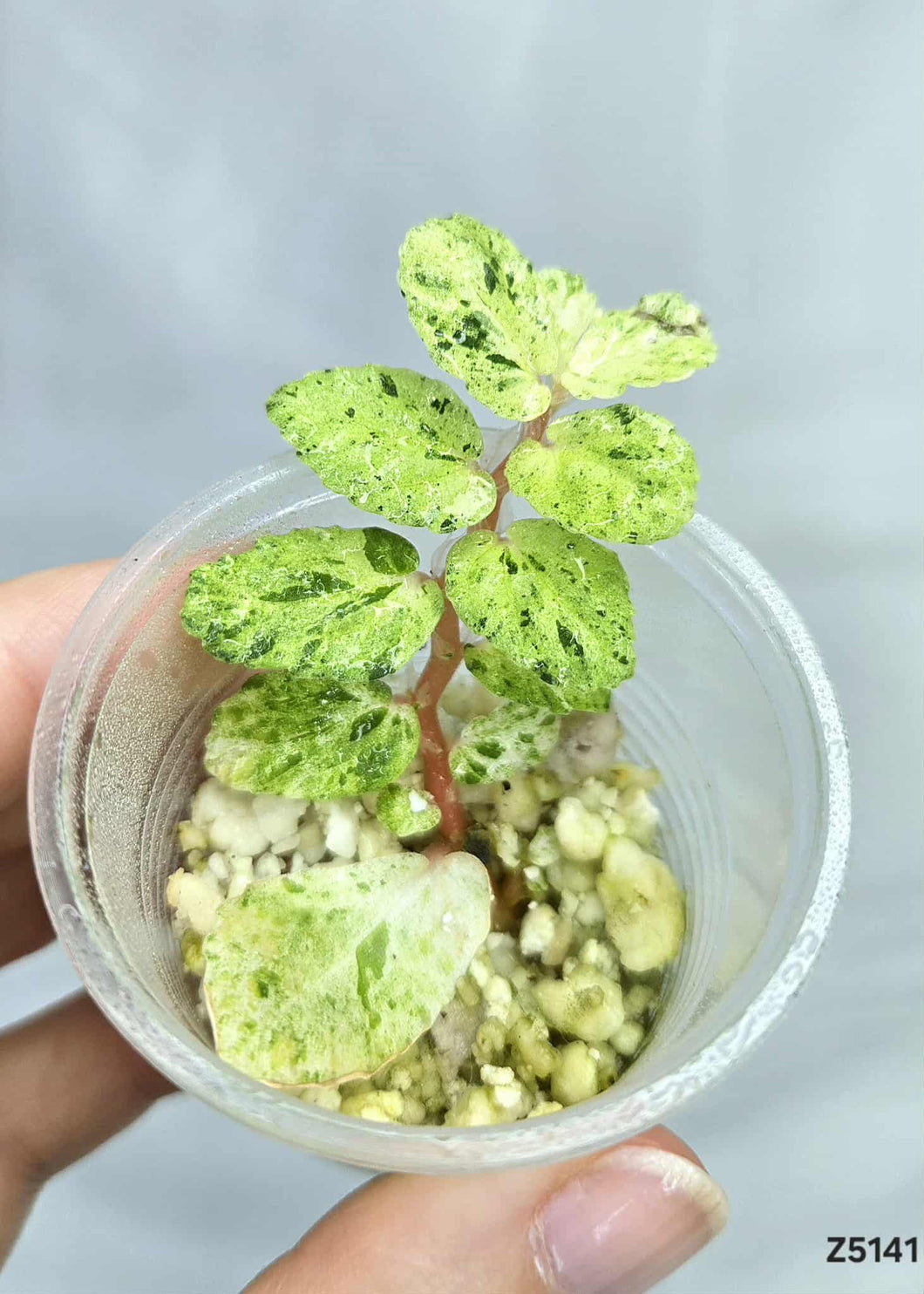 Pellionia Repens variegata #Z5141