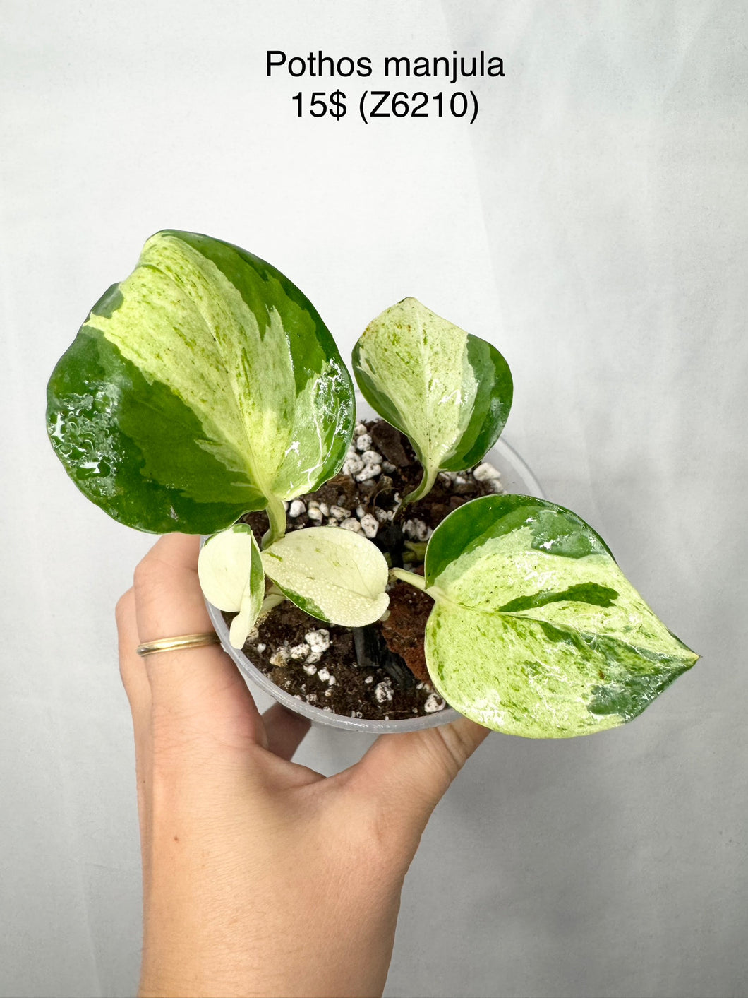 Pothos Manjula #Z6210