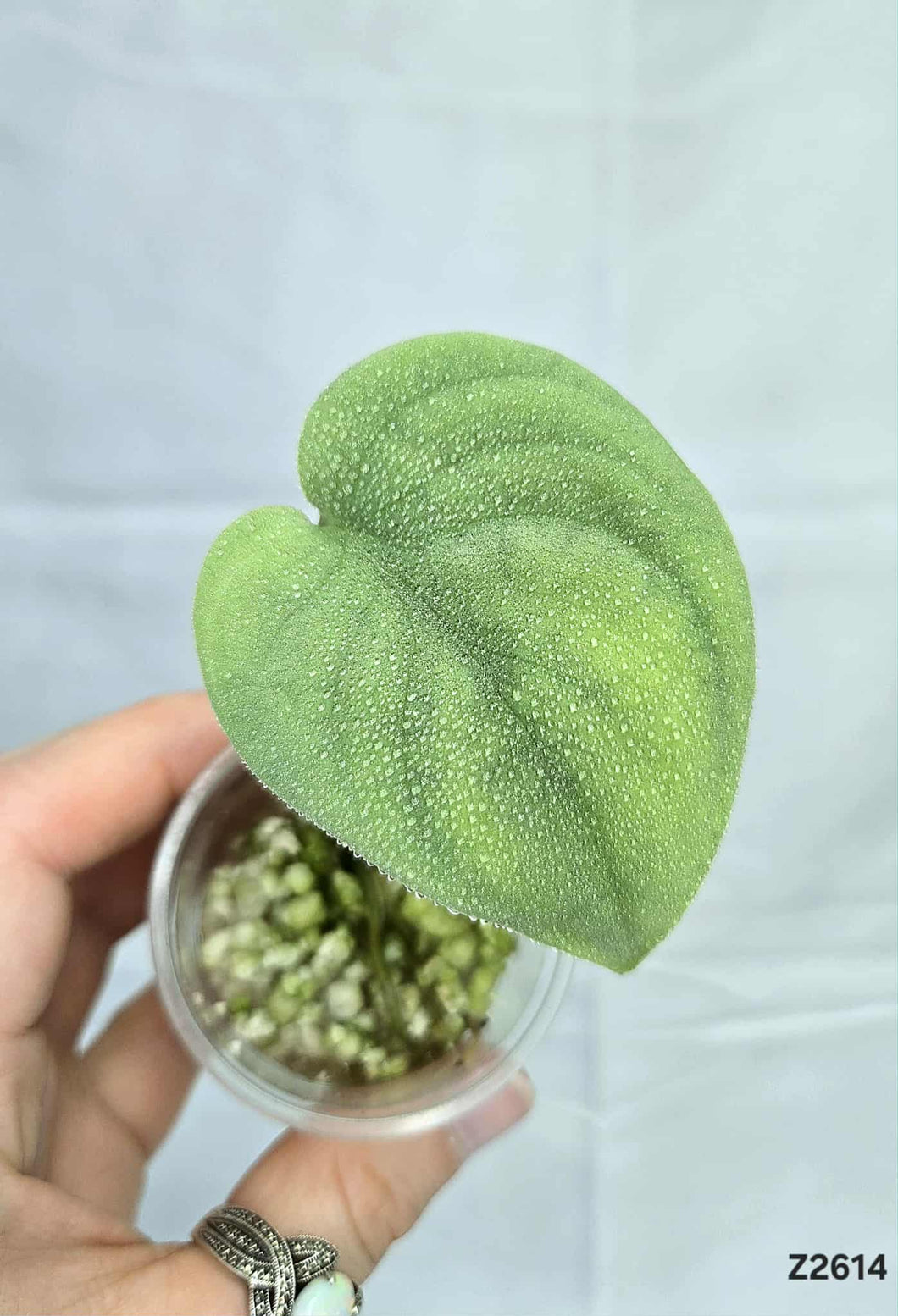 Scindapsus Platinum #Z2614