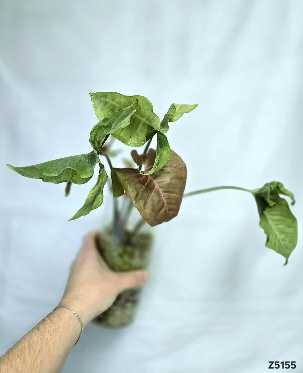 Syngonium Pink #Z5155