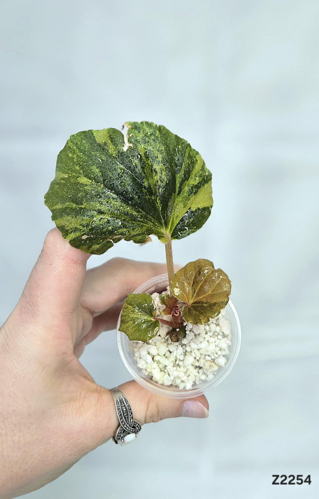 Bégonia Cucullata Variegata #Z2254
