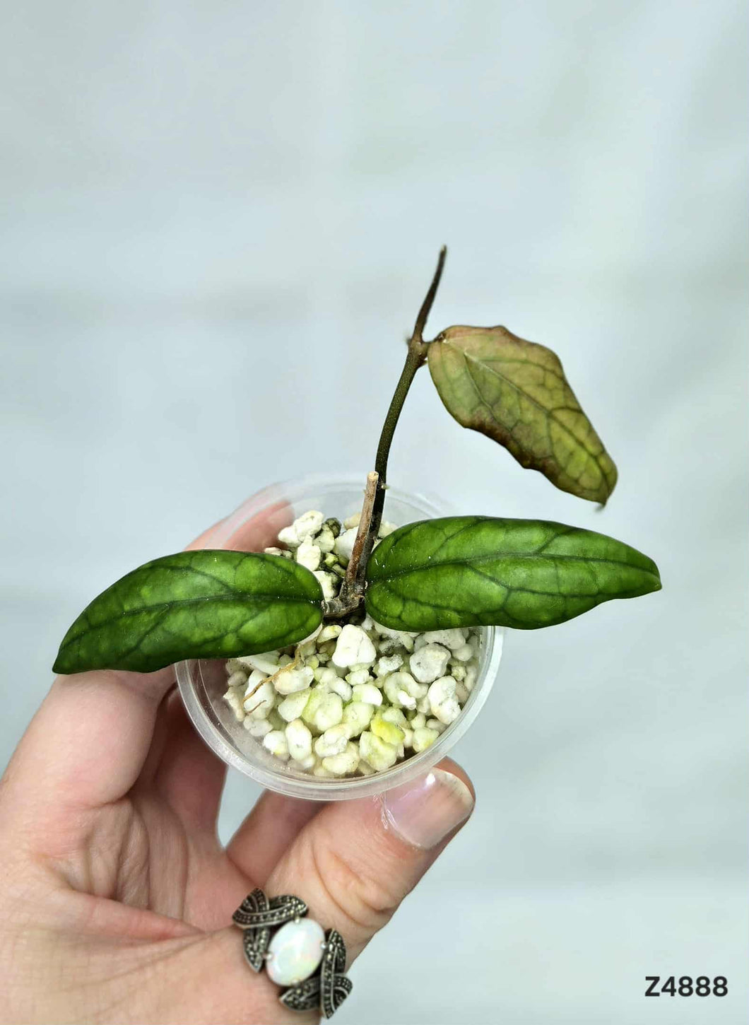 Hoya Mistie ⭐️ #Z4888