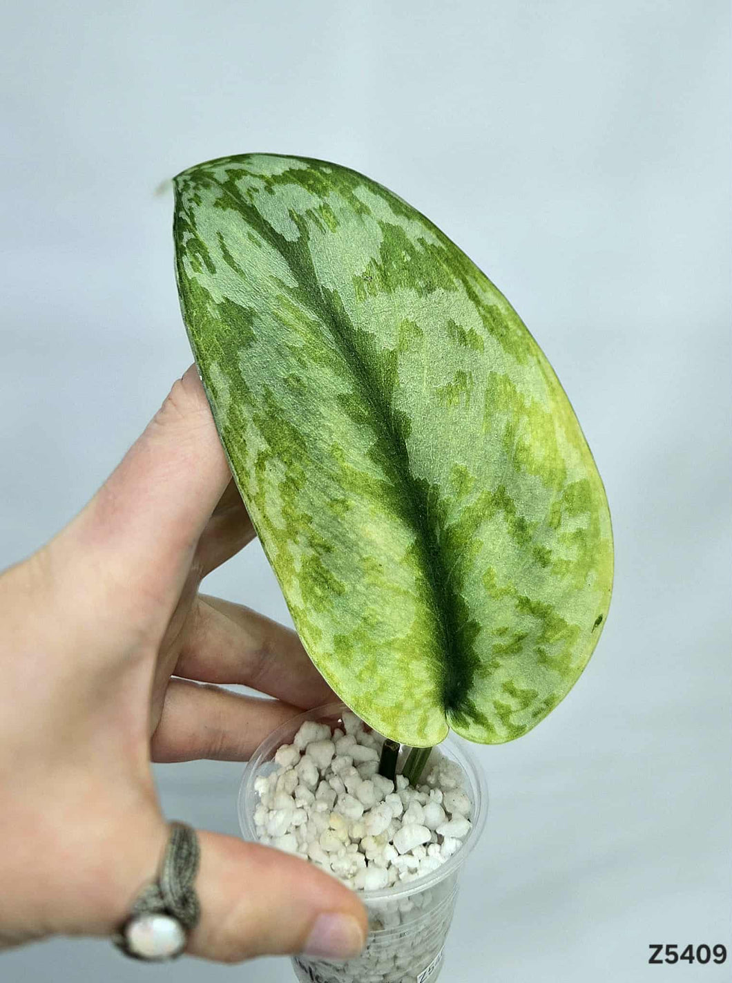 Scindapsus Lakambini #Z5409