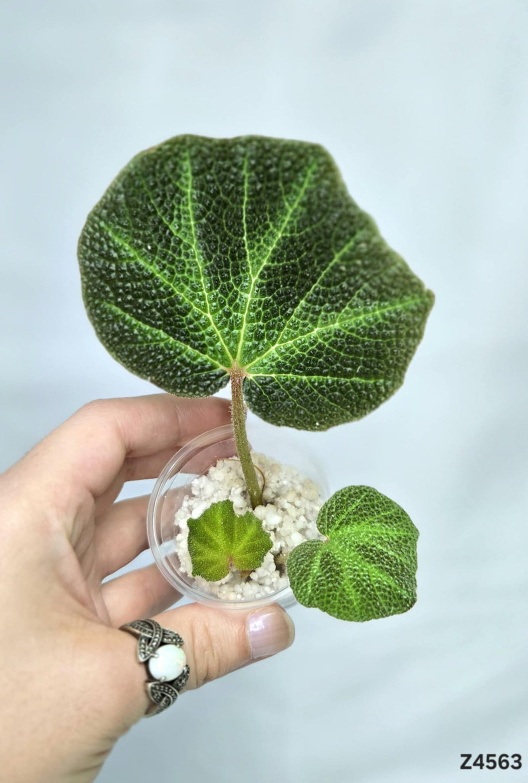 Bégonia SoliMutata Variegata #Z4563