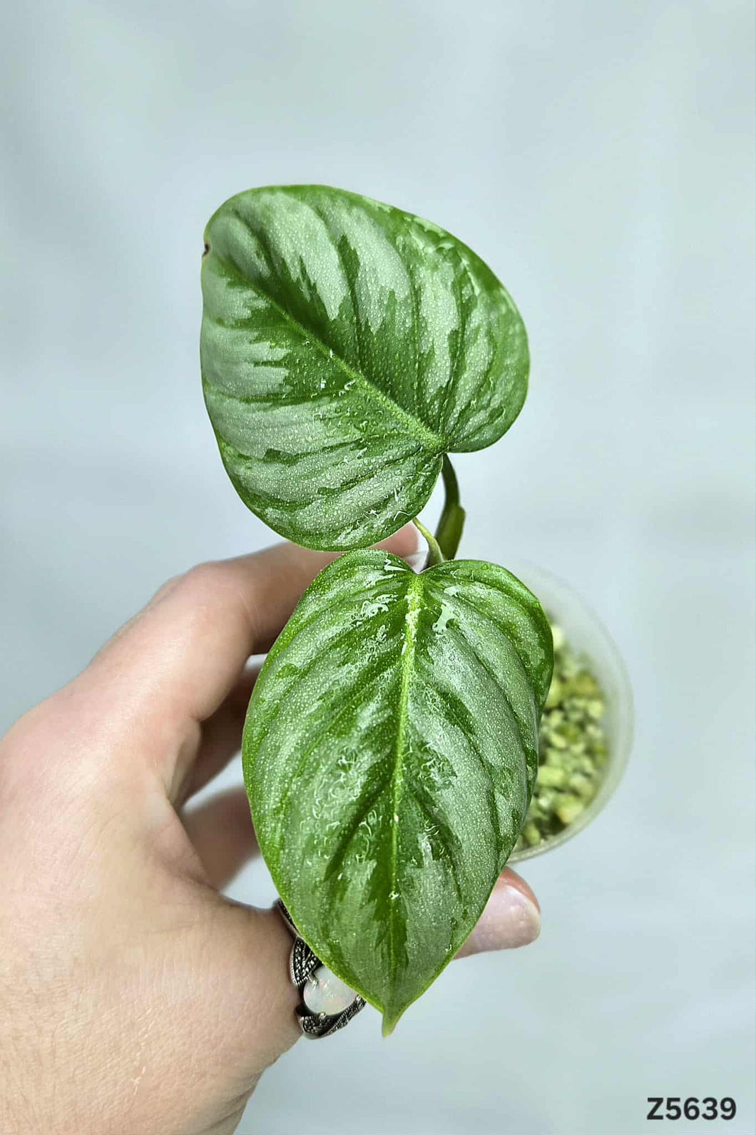 Philodendron Sodiroi Variegata #Z5639