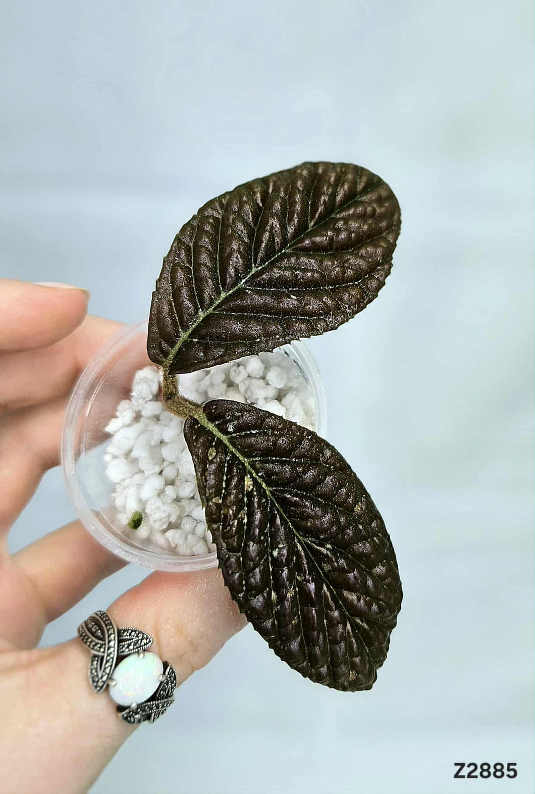 Ardisia Black #Z2885