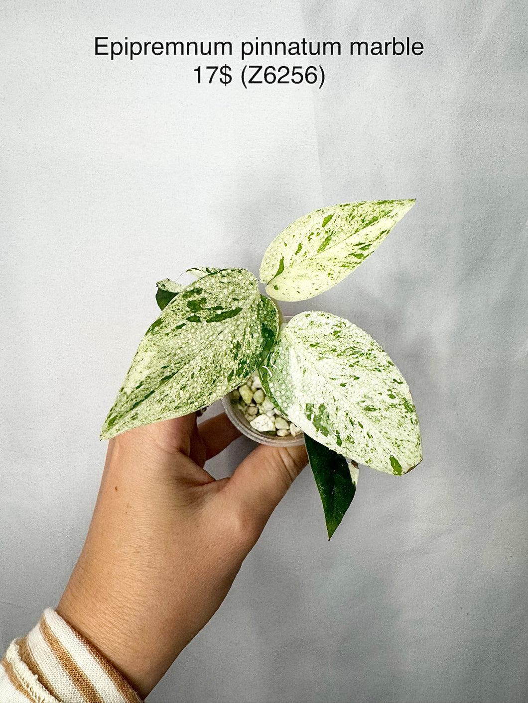 Epipremnum Pinnatum Marble #Z6256