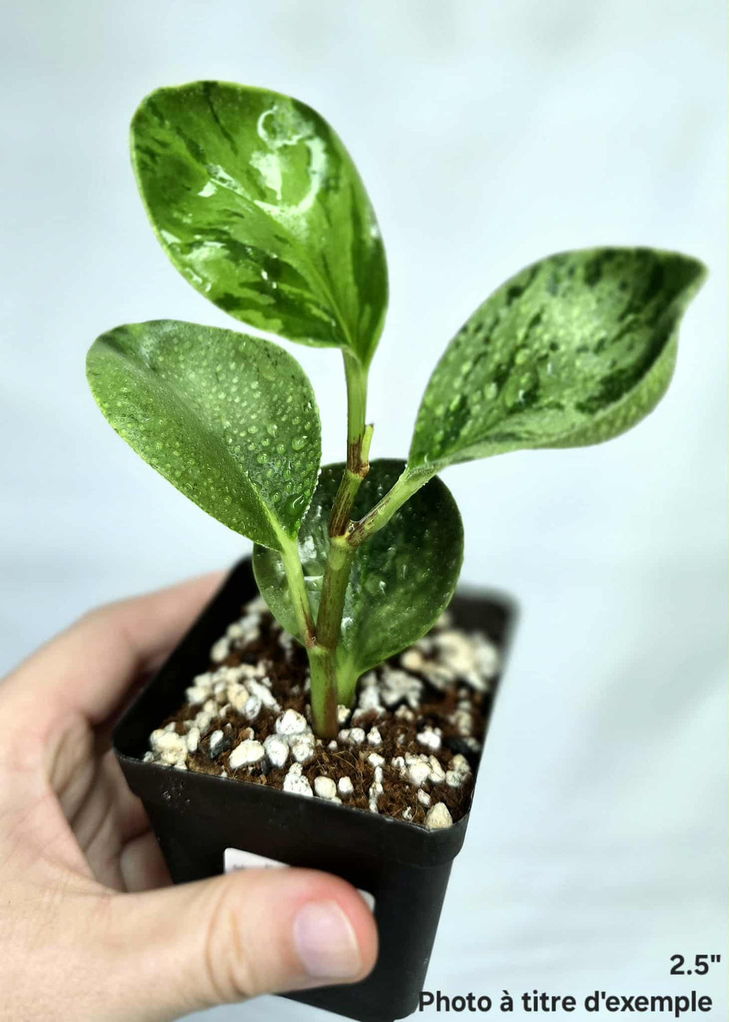 Peperomia obtusifolia marble⭐️