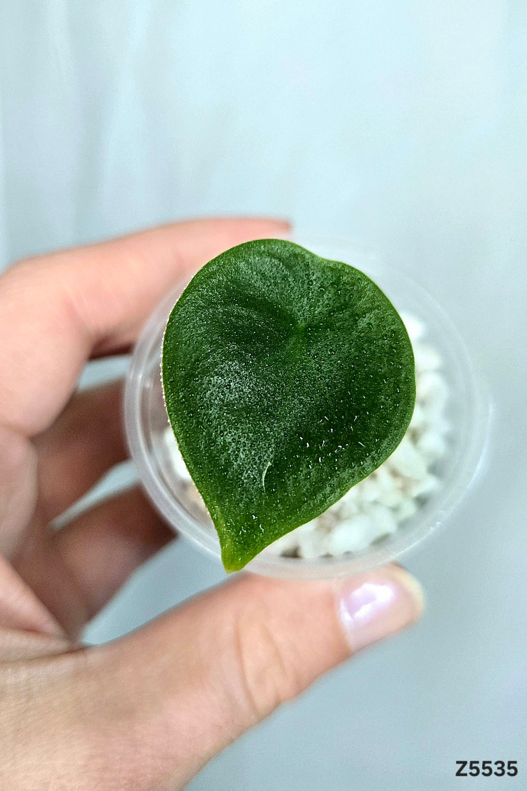 Alocasia Perakensis Silver #Z5535