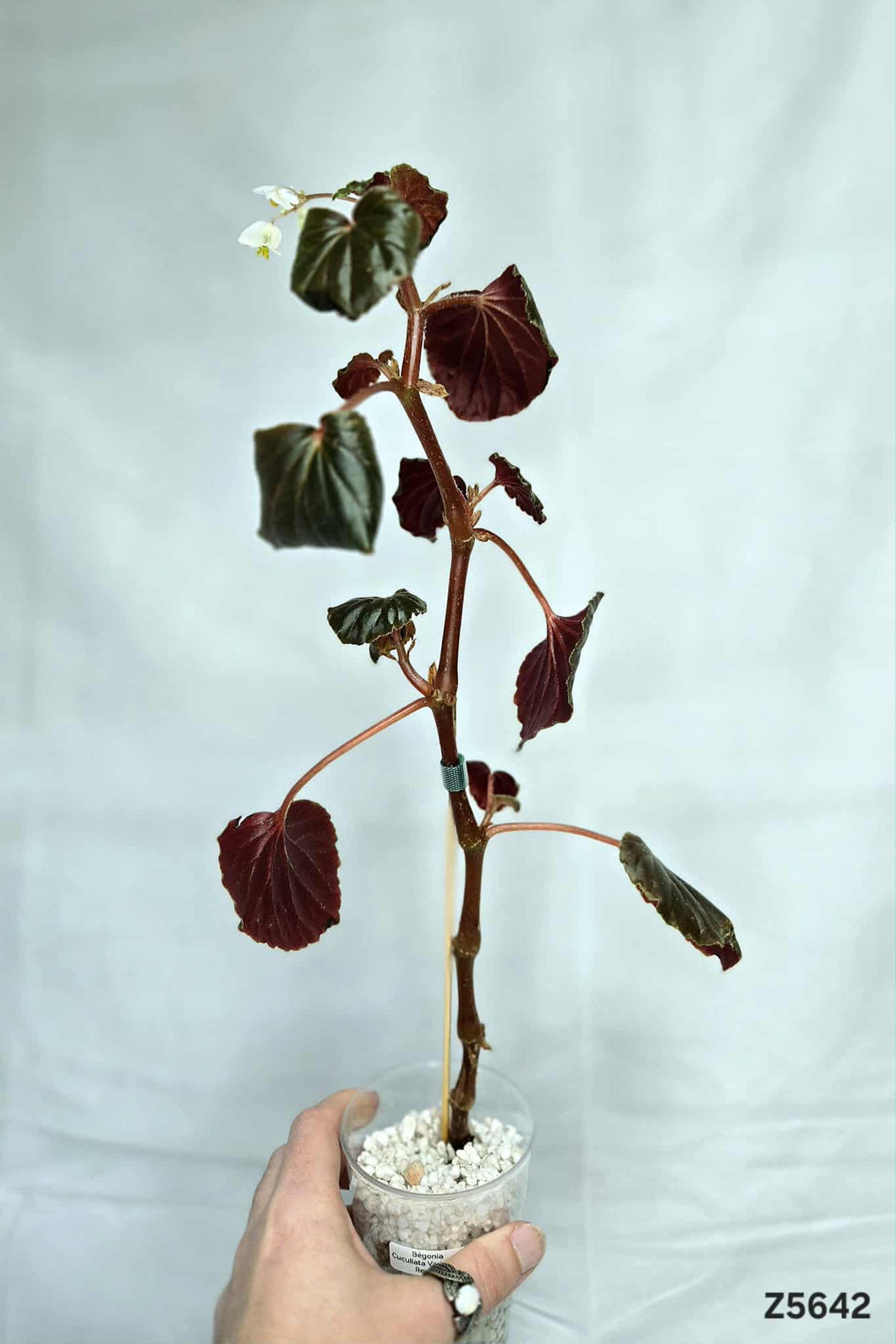 Bégonia Cucullata Variegata Revert #Z5642