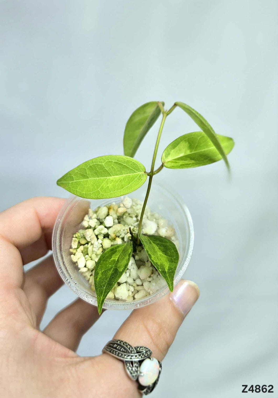 Hoya Dennisii Frida ⭐️ #Z4862